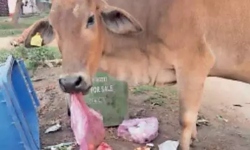 गाय को चारा नहीं दिया मालिक ने, पॉलीथिन खाने से मौत