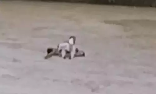 शिक्षक ने किया अपने कर्तव्यों का पालन, उफान नाले को पार कर पहुंचे स्कूल शिक्षक ने किया अपने कर्तव्यों का पालन, उफान नाले को पार कर पहुंचे स्कूल