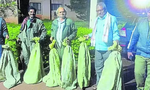 मधुमक्खी पालन संरक्षण ही जीवन है: वैज्ञानिक शहद संग्रहण प्रशिक्षण मधुमक्खी पालन संरक्षण ही जीवन है: वैज्ञानिक शहद संग्रहण प्रशिक्षण