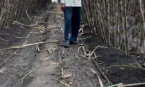Chikkodi : शून्य पूंजी के साथ आत्मनिर्भरता Chikkodi : शून्य पूंजी के साथ आत्मनिर्भरता