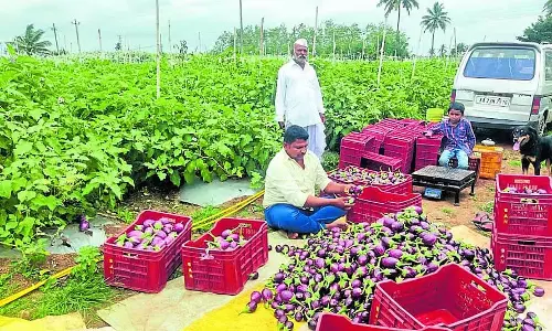 Bagalkot : पिता और पुत्र जिन्होंने बैंगन उगाकर मुनाफा कमाया