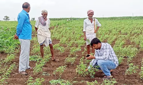 टोगारी की फसल गोड्डू रोग से प्रभावित: खाद्य आपूर्तिकर्ता चिंतित