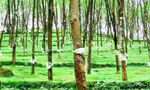 Kerala : बारिश में फंसे रबर किसान