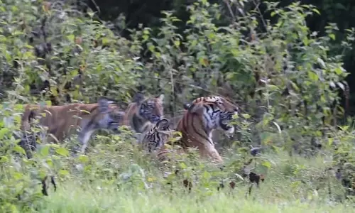 Bandipur : चार शावकों के साथ बाघ देखा गया Bandipur : चार शावकों के साथ बाघ देखा गया