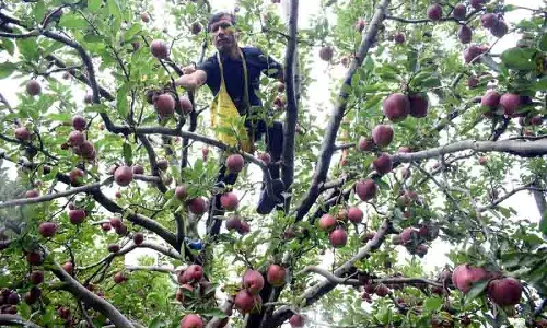सेब उत्पादकों ने US टैरिफ पर प्रधानमंत्री के रुख की सराहना की