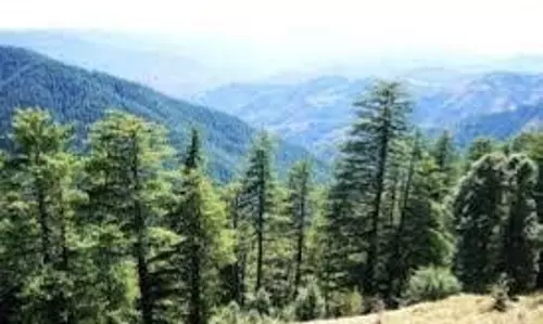गंगोत्री हाईवे के चौड़ीकरण के लिए 6000 देवदार के पेड़ों की कटाई की योजना