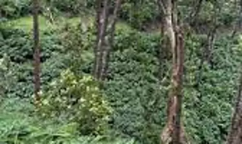 इडुक्की में चोरों ने इलायची के बागानों को लूटा, किसान असहाय इडुक्की में चोरों ने इलायची के बागानों को लूटा, किसान असहाय