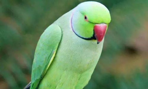 तोते भाई को बहन ने सोने की राखी बांधी