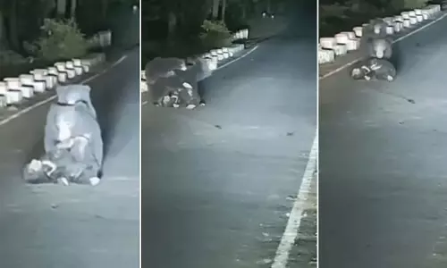 MP : घायल बच्चे की मदद करती माँ भालू की तस्वीर ने सबको चौंकाया