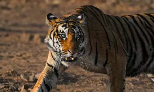 भद्रा रिजर्व में बाघिन की मौत, क्षेत्रीय संघर्ष की आशंका