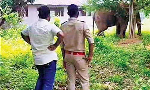 सीएम के कोलकाता लौटने पर वन विभाग ने रामलाल को लेकर राहत की सांस ली