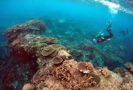 Science: बढ़ते समुद्री तापमान के कारण ऑस्ट्रेलिया की ग्रेट बैरियर रीफ नष्ट हो रही है Science: बढ़ते समुद्री तापमान के कारण ऑस्ट्रेलिया की ग्रेट बैरियर रीफ नष्ट हो रही है