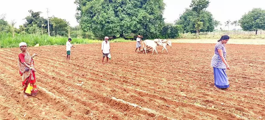 कोडिगेनहल्ली क्षेत्र में कृषि गतिविधियां तेज हो गई है कोडिगेनहल्ली क्षेत्र में कृषि गतिविधियां तेज हो गई है