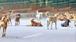 आवारा कुत्तों की समस्या से निपटने के लिए हाईकोर्ट ने जीसीसी से कार्ययोजना मांगी आवारा कुत्तों की समस्या से निपटने के लिए हाईकोर्ट ने जीसीसी से कार्ययोजना मांगी