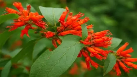 आयुर्वेद का खजाना है धातकी का पौधा, जानें इसके चमत्कारी फायदे आयुर्वेद का खजाना है धातकी का पौधा, जानें इसके चमत्कारी फायदे