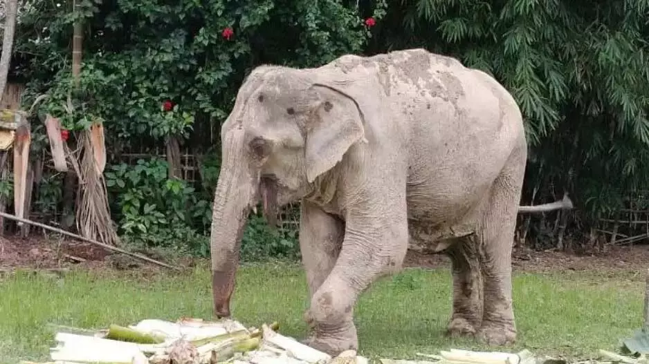 असम में लंगड़ाते हाथी का 95 किलोमीटर का सफर, कैमरे में कैद हुई क्रूरता असम में लंगड़ाते हाथी का 95 किलोमीटर का सफर, कैमरे में कैद हुई क्रूरता