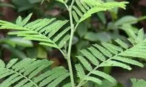 धर्म: शमी वृक्ष की कलम से करें ये टोटके, शनि दोष से मिलेगी मुक्ति धर्म: शमी वृक्ष की कलम से करें ये टोटके, शनि दोष से मिलेगी मुक्ति