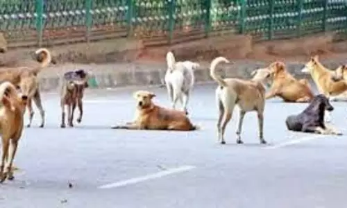 आवारा कुत्तों की समस्या से निपटने के लिए हाईकोर्ट ने जीसीसी से कार्ययोजना मांगी