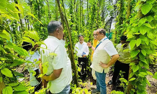 पान के पत्तों को जीआई मान्यता दिलाने के प्रयास: अधिकारियों ने खेतों का दौरा किया पान के पत्तों को जीआई मान्यता दिलाने के प्रयास: अधिकारियों ने खेतों का दौरा किया