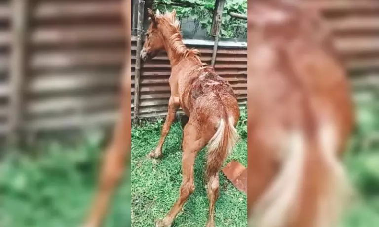 Assam वन्यजीव समूह ने घायल घोड़े को बचाया, जंगली घोड़ों के संरक्षण का आह्वान किया