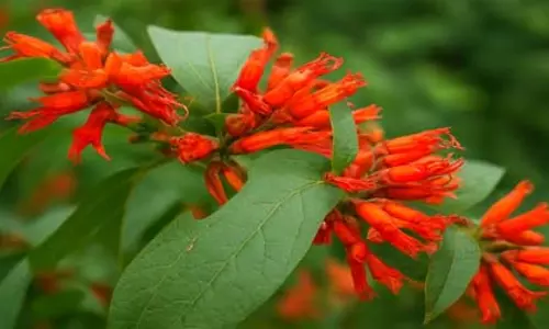 आयुर्वेद का खजाना है धातकी का पौधा, जानें इसके चमत्कारी फायदे