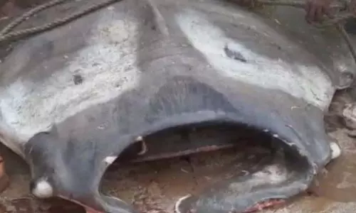 ओडिशा के जलेश्वर तट पर मछुआरों का कमाल, 2 टन की स्टिंगरे मछली पकड़ी ओडिशा के जलेश्वर तट पर मछुआरों का कमाल, 2 टन की स्टिंगरे मछली पकड़ी