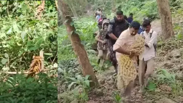 ट्रैंक्विलाइज़र का इस्तेमाल कर पकड़ा गया तेंदुआ मृत; पेट में गहरे घाव से हुई मौत