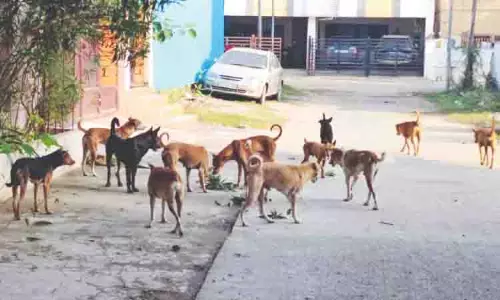 Chennai: रेबीज टीकाकरण अभियान शुरू किया, प्रतिदिन 100 आवारा कुत्तों को कवर करने का लक्ष्य Chennai: रेबीज टीकाकरण अभियान शुरू किया, प्रतिदिन 100 आवारा कुत्तों को कवर करने का लक्ष्य