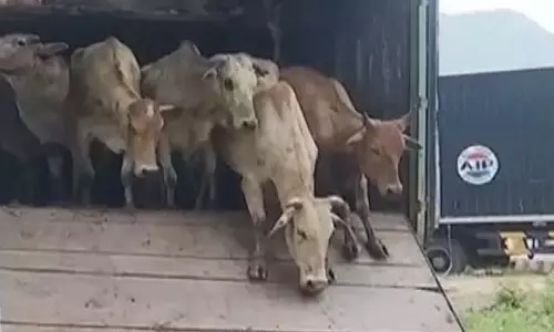 उड़ीसा हाईकोर्ट ने गोहत्या पर रोक के लिए सक्षम प्राधिकारी नियुक्त किया