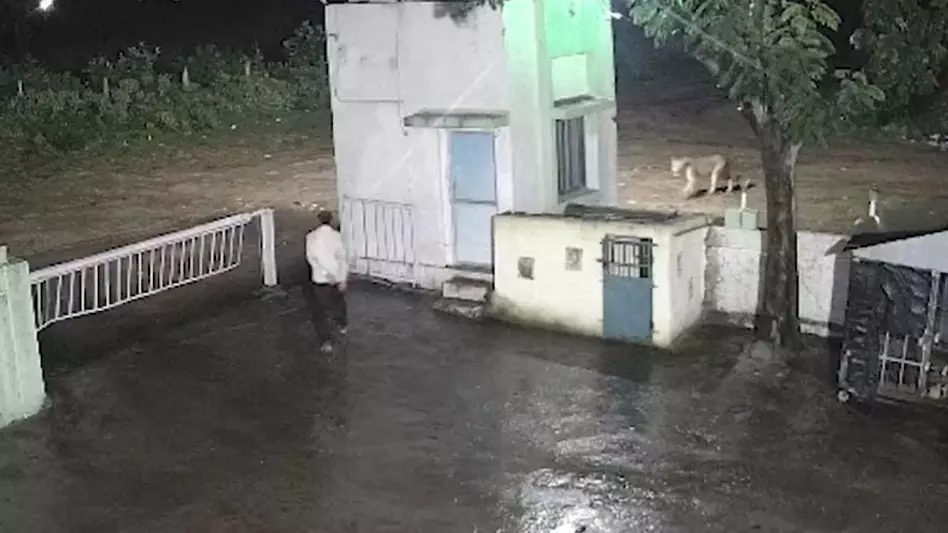 शेर और आदमी जब एक-दूसरे को देखकर भागे, वीडियो वायरल शेर और आदमी जब एक-दूसरे को देखकर भागे, वीडियो वायरल