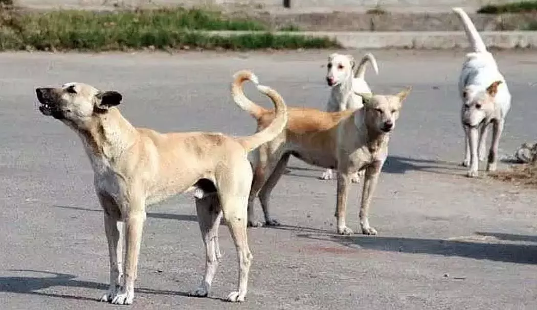 Indore : कुत्ते राज्य के अन्य शहरों की तुलना में जंगली साबित हुए Indore : कुत्ते राज्य के अन्य शहरों की तुलना में जंगली साबित हुए