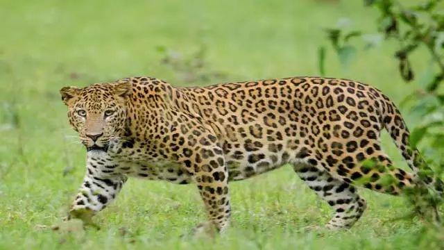 नासिक में रक्षाबंधन से पहले तेंदुए ने तीन साल के बच्चे को मार डाला नासिक में रक्षाबंधन से पहले तेंदुए ने तीन साल के बच्चे को मार डाला