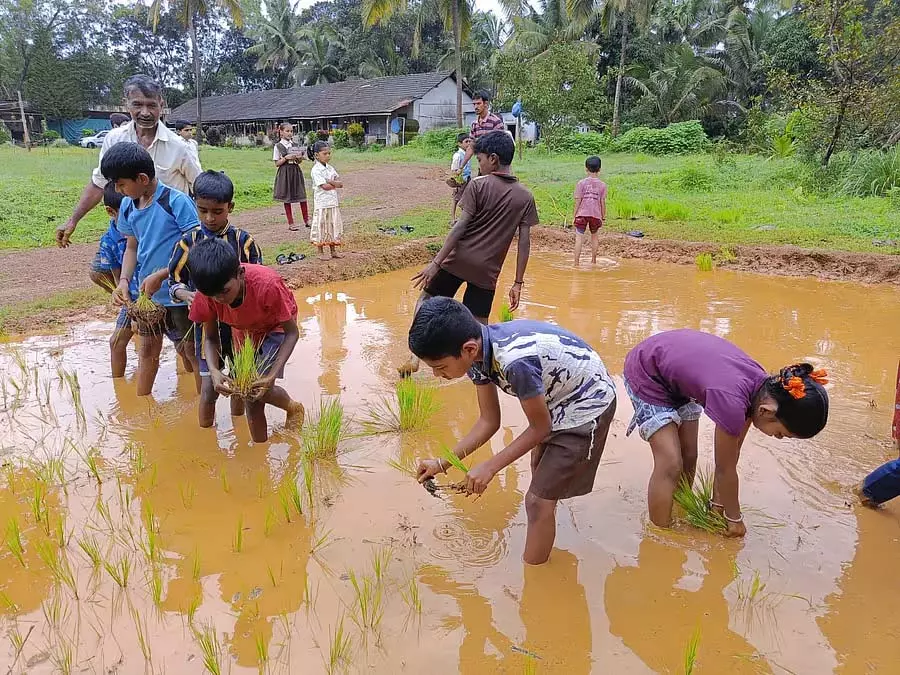 Karnataka : चावल के पीछे किसानों के मेहनती छोटे बच्चे Karnataka : चावल के पीछे किसानों के मेहनती छोटे बच्चे
