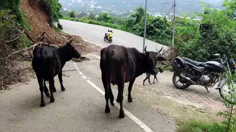 Dharamshala में आवारा पशुओं को हटाने के लिए अभियान शुरू Dharamshala में आवारा पशुओं को हटाने के लिए अभियान शुरू
