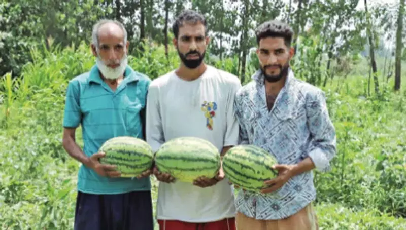 गंदेरबल के किसान तरबूज की खेती से लाभ उठा रहे गंदेरबल के किसान तरबूज की खेती से लाभ उठा रहे