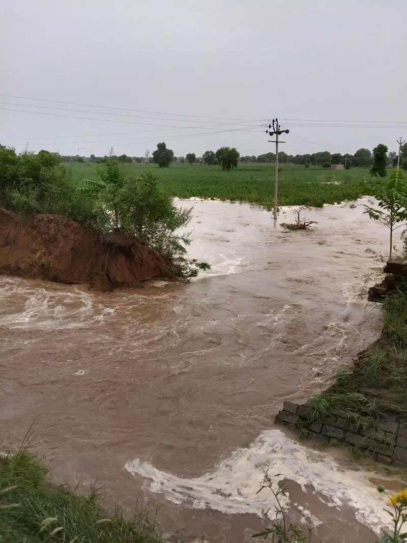 सिरसा नहर टूटने से 20 एकड़ फसल को नुकसान, किसानों ने मुआवजे की मांग की सिरसा नहर टूटने से 20 एकड़ फसल को नुकसान, किसानों ने मुआवजे की मांग की
