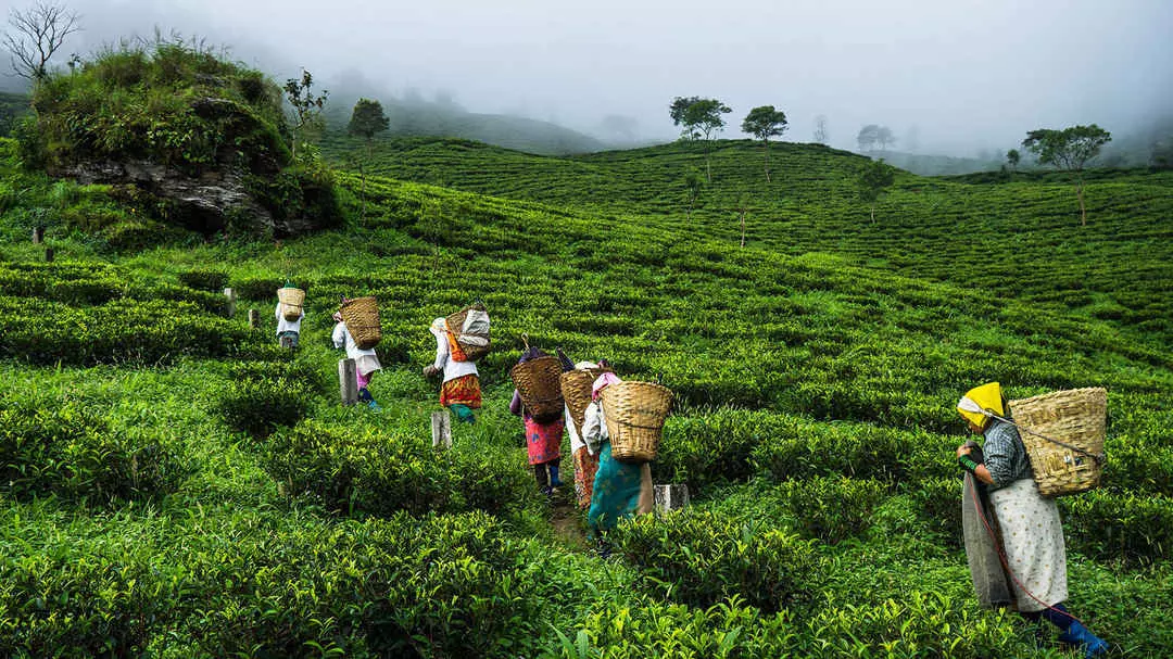 Assam: तेजपुर की धेनुखाना पहाड़ी परियोजना से पारिस्थितिक विनाश को लेकर विरोध प्रदर्शन Assam: तेजपुर की धेनुखाना पहाड़ी परियोजना से पारिस्थितिक विनाश को लेकर विरोध प्रदर्शन