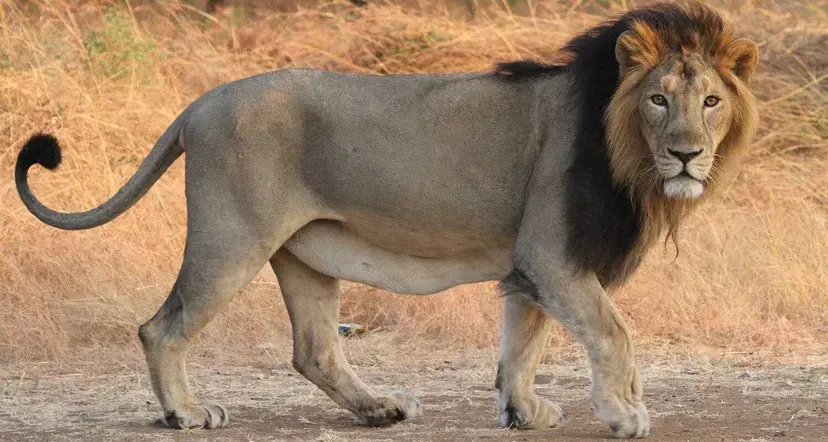 विश्व शेर दिवस पर जंगल की ओर दहाड़ें विश्व शेर दिवस पर जंगल की ओर दहाड़ें