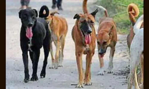 पंजाब के मेडिकल कॉलेजों का दावा, अब एक ही डोज़ से राहत