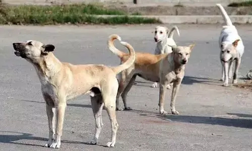Indore : कुत्ते राज्य के अन्य शहरों की तुलना में जंगली साबित हुए