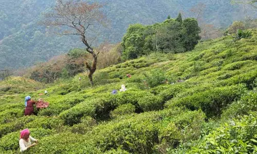 Darjeeling के चाय बागान मालिकों ने उपस्थिति से जुड़े बोनस का प्रस्ताव रखा Darjeeling के चाय बागान मालिकों ने उपस्थिति से जुड़े बोनस का प्रस्ताव रखा