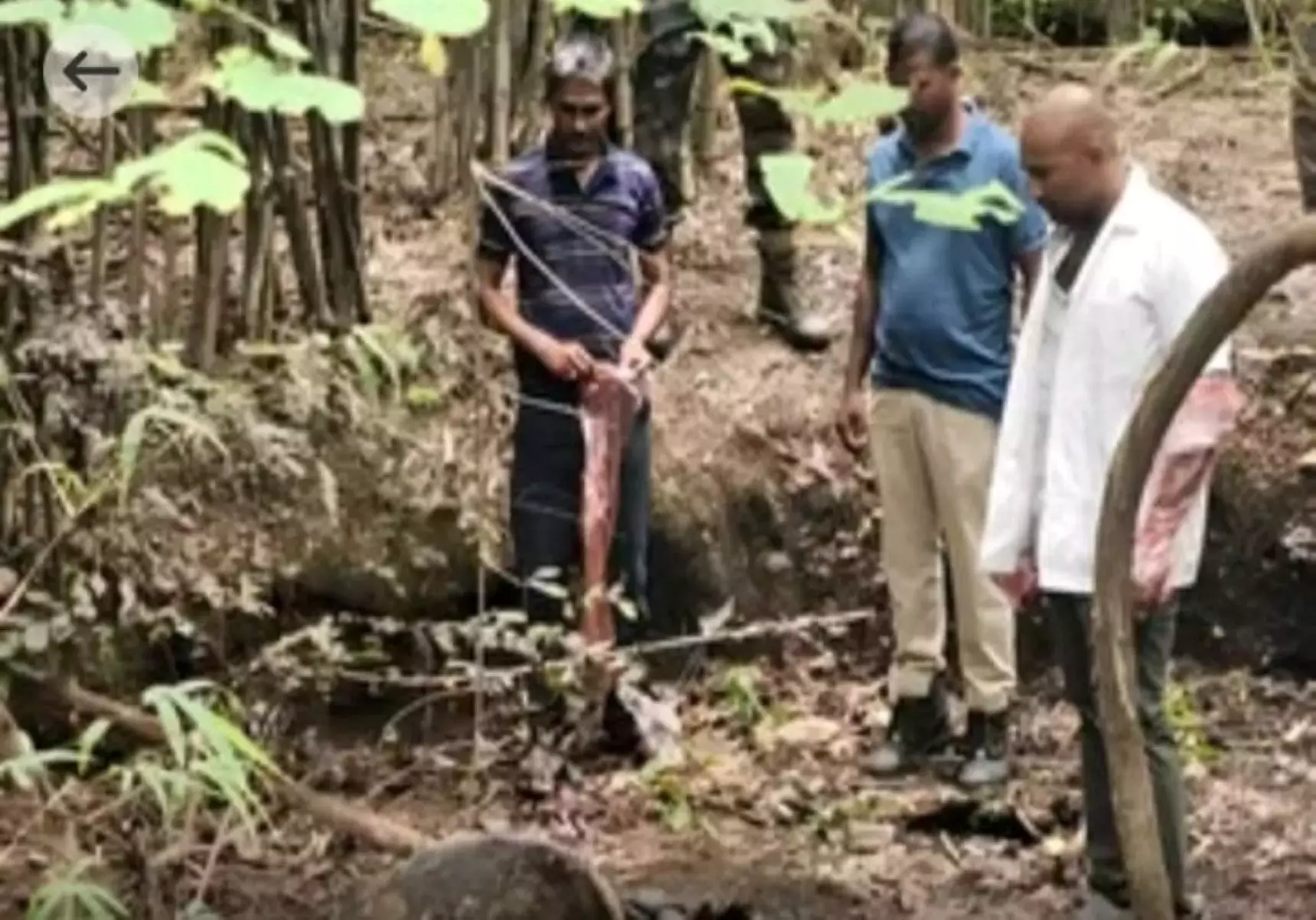 Mahbubabad के महबूबाबाद में बाघ देखे जाने के बाद किसान सतर्क