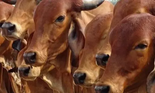 राजस्थान में डेयरी क्षेत्र को बढ़ावा, पहली सेक्स सॉर्टेड सीमन लैब शुरू
