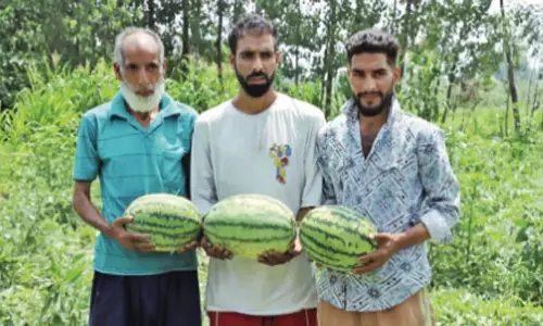 गंदेरबल के किसान तरबूज की खेती से लाभ उठा रहे गंदेरबल के किसान तरबूज की खेती से लाभ उठा रहे