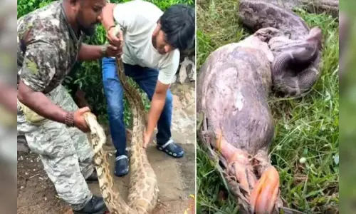 VIDEO: विशाल अजगर का रेस्क्यू, बत्तख को उगलते देख दंग रह गए लोग