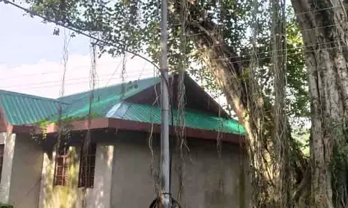 Himachal: विरासत का पेड़ 5 साल तक पशु चिकित्सालय को संभाले रहा Himachal: विरासत का पेड़ 5 साल तक पशु चिकित्सालय को संभाले रहा