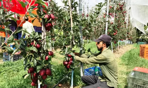 Jammu: शोपियां में सेब कटाई का समय, बागवानों में उत्साह Jammu: शोपियां में सेब कटाई का समय, बागवानों में उत्साह