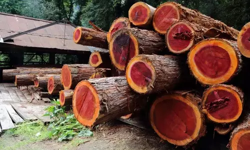 लाल चंदन तस्कर नागादस्तगिरी रेड्डी Kadapa में गिरफ्तार