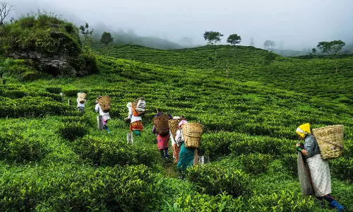 Assam: तेजपुर की धेनुखाना पहाड़ी परियोजना से पारिस्थितिक विनाश को लेकर विरोध प्रदर्शन Assam: तेजपुर की धेनुखाना पहाड़ी परियोजना से पारिस्थितिक विनाश को लेकर विरोध प्रदर्शन