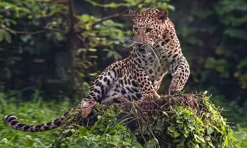 Kerala के अंबूरी में रेस्क्यू के बाद तेंदुए की मौत